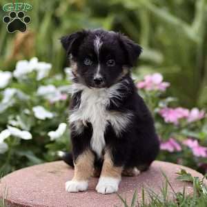 Flossie, Miniature Australian Shepherd Puppy